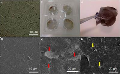 Immobilization of modular peptides on graphene cocktail for differentiation of human mesenchymal stem cells to hepatic-like cells